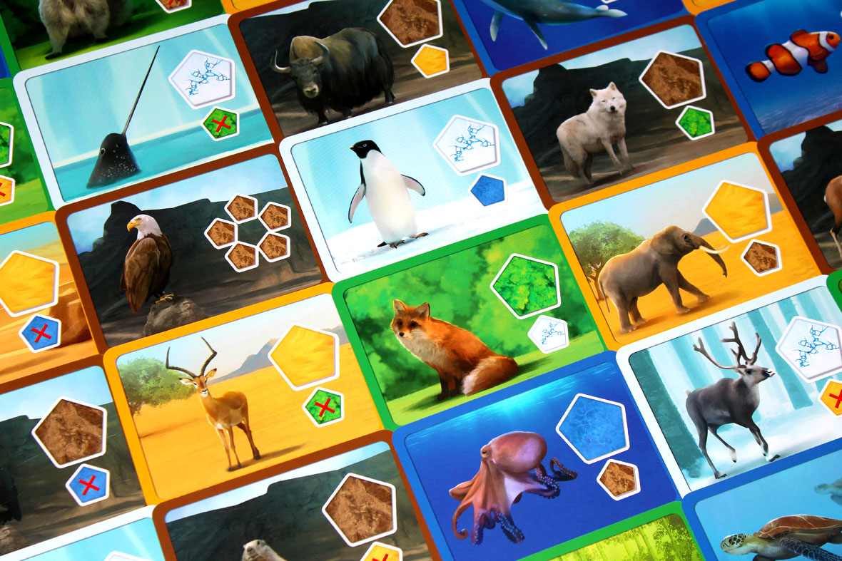 Animal Cards